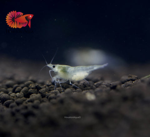 Snow Ball Neocaridina Shrimp - Grade SSS++