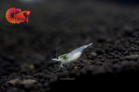 Snow Ball Neocaridina Shrimp - Grade SSS++