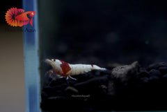 Pure Red Line PRL Caridina Shrimp - Grade SSS++