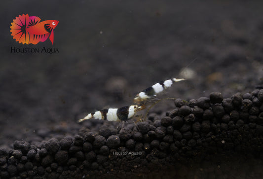 Crystal Black Bee Caridina Shrimp - Grade SSS++