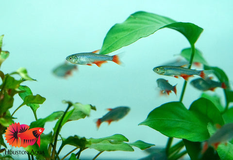 Bloodfin Tetra