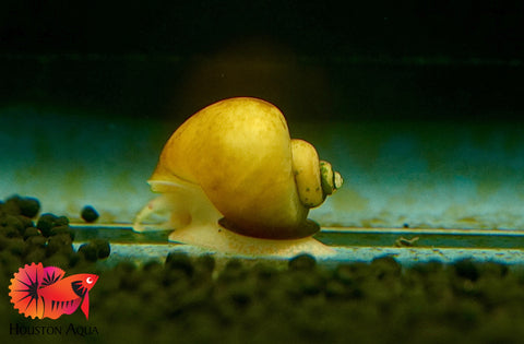 Mystery Snail ( Algae Eater Snail ) (Mixing Color: Gold, Black, Jade, White and Ivory)