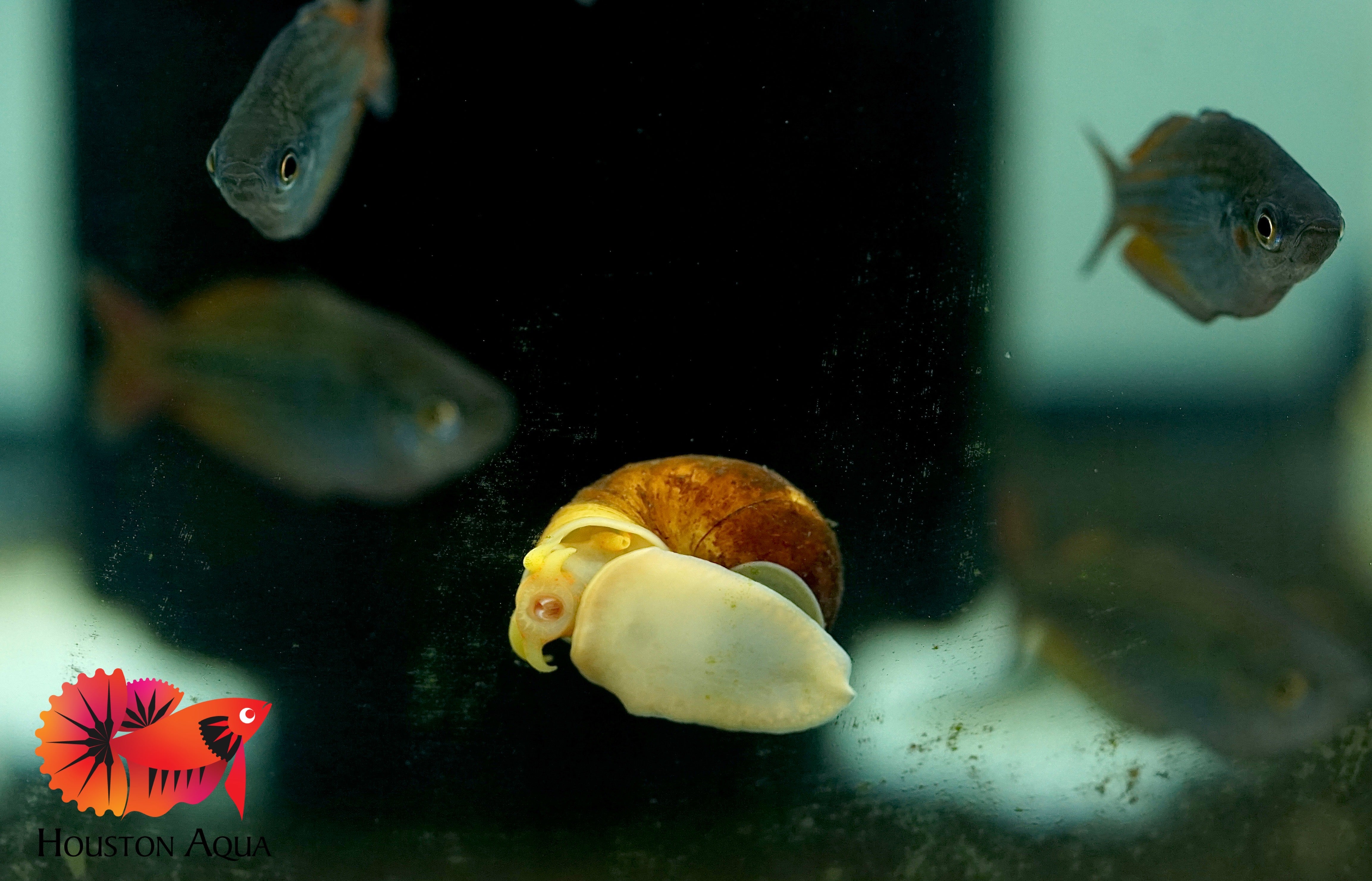 Mystery Snail ( Algae Eater Snail ) (Mixing Color: Gold, Black, Jade, White and Ivory)