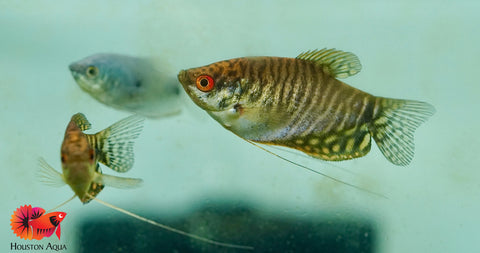 Gold Gourami Snakin