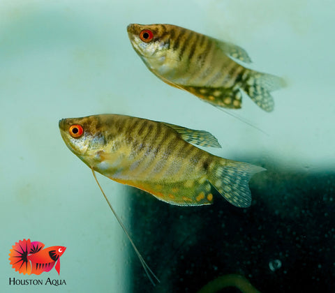 Gold Gourami Snakin