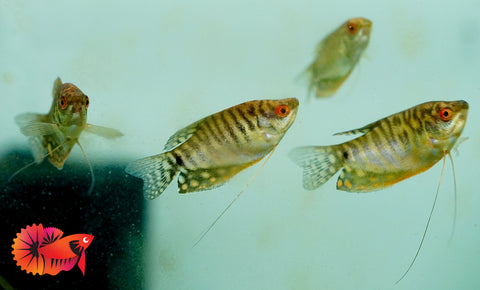 Gold Gourami Snakin