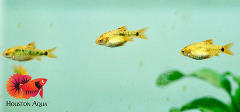 Golden Barb Fish