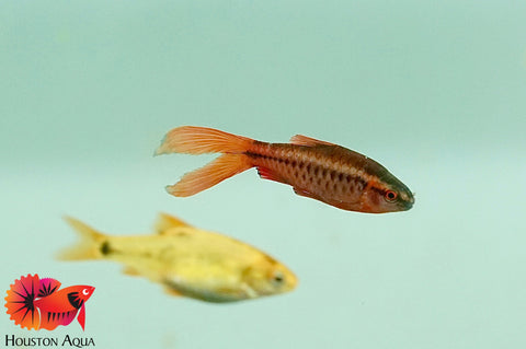 Blood Cherry Barb Fish