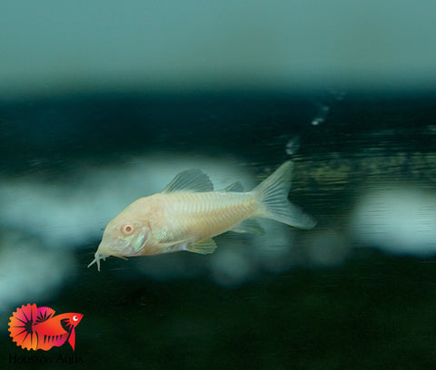 Albino Cory Cat Fish