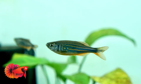 Giant Danio