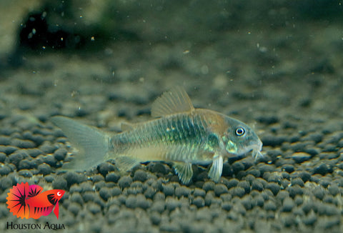 Green Cory Cat Fish