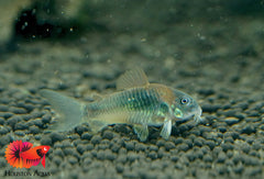 Green Cory Cat Fish