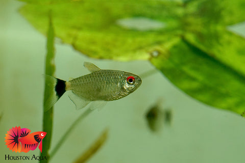 Red Eyes Tetra