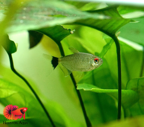 Red Eyes Tetra