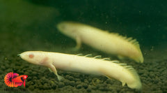 Albino Senegal Bichir Size 3"
