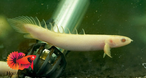 Albino Senegal Bichir Size 3"