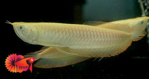 Albino Arowana - Live Dragon Lucky Fish (Size 5-5.5”)