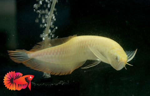 Albino Arowana - Live Dragon Lucky Fish (Size 5-5.5”)