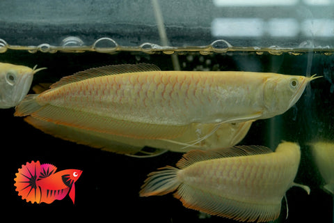 Albino Arowana - Live Dragon Lucky Fish (Size 5-5.5”)