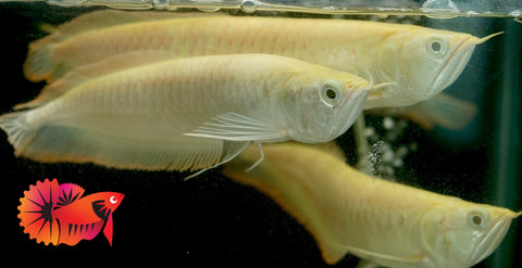 Albino Arowana - Live Dragon Lucky Fish (Size 5-5.5”)