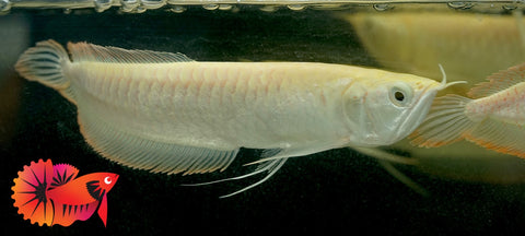 Albino Arowana - Live Dragon Lucky Fish (Size 5-5.5”)