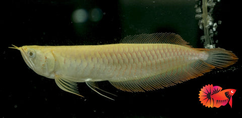 Albino Arowana - Live Dragon Lucky Fish (Size 5-5.5”)