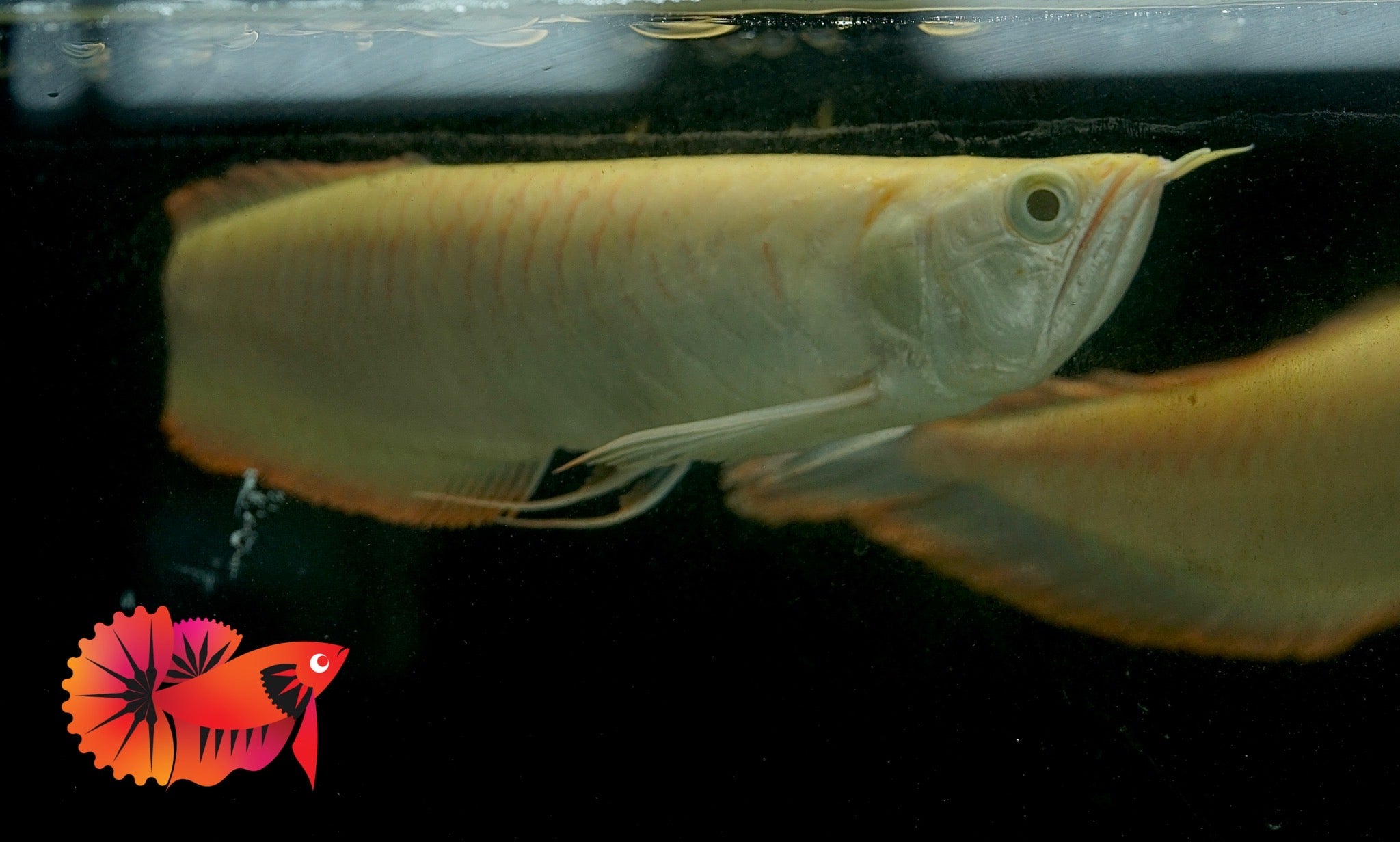 Albino Arowana - Live Dragon Lucky Fish (Size 10")