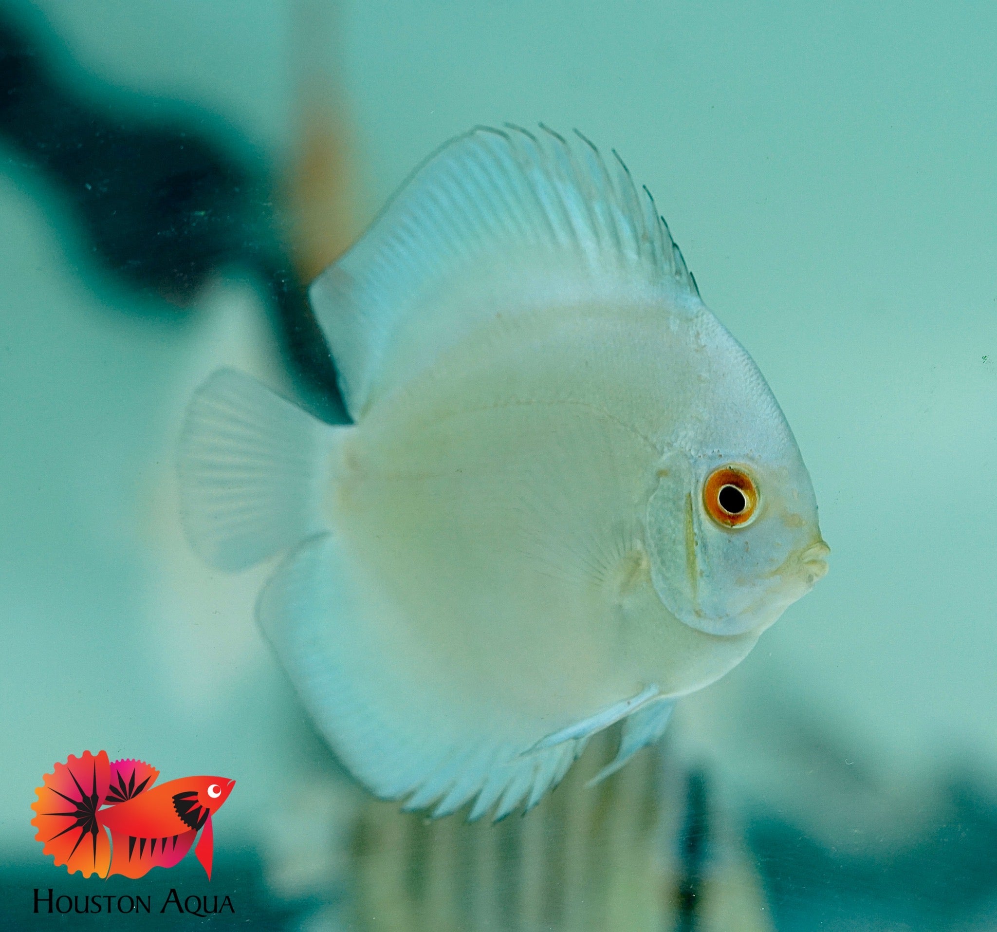 Blue Diamond Discus Fish 3.5
