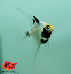 Assorted Angel Fish Size 2.5"
