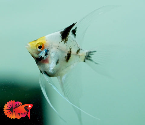 Assorted Angel Fish Size 2.5"