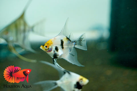 Assorted Angel Fish Size 2.5"