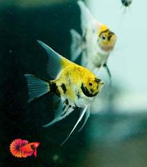 Assorted Angel Fish Size 2.5"