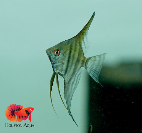 Assorted Angel Fish Size 2.5"