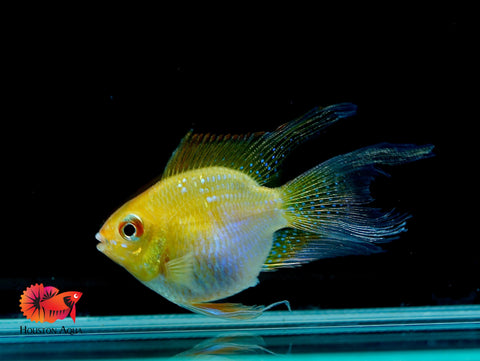 Golden Balloon Rams - RARE Cichlid Rams Short Body