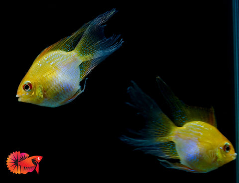 Golden Balloon Rams - RARE Cichlid Rams Short Body