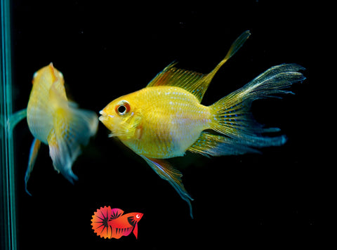 Golden Balloon Rams - RARE Cichlid Rams Short Body