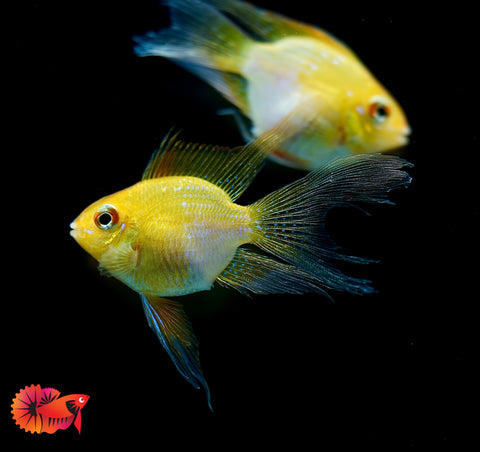 Golden Balloon Rams - RARE Cichlid Rams Short Body