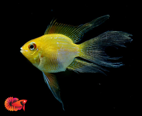 Golden Balloon Rams - RARE Cichlid Rams Short Body