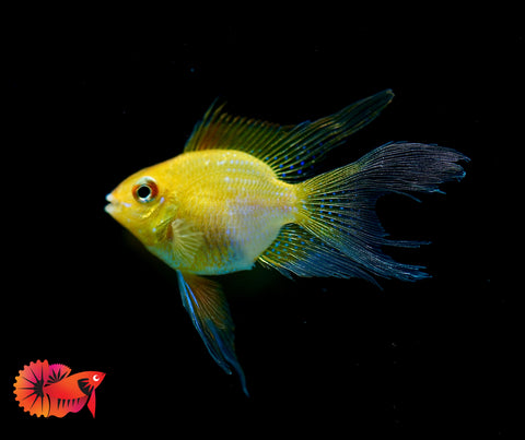 Golden Balloon Rams - RARE Cichlid Rams Short Body