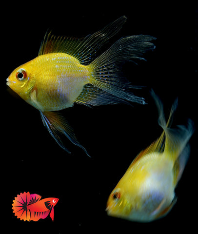 Golden Balloon Rams - RARE Cichlid Rams Short Body