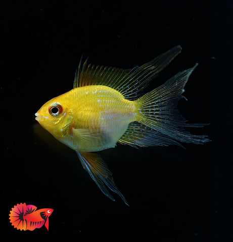 Golden Balloon Rams - RARE Cichlid Rams Short Body