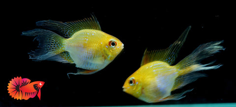 Golden Balloon Rams - RARE Cichlid Rams Short Body