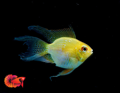 Golden Balloon Rams - RARE Cichlid Rams Short Body