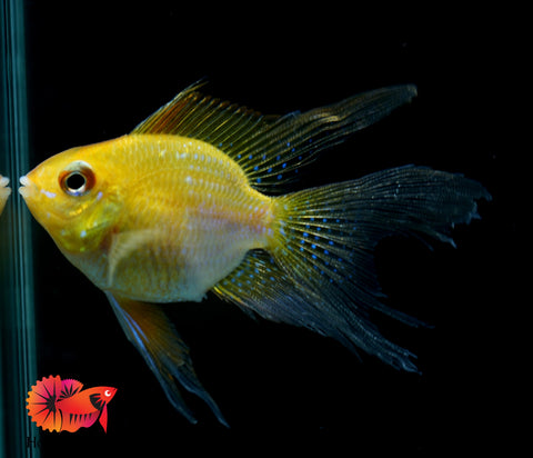 Golden Balloon Rams - RARE Cichlid Rams Short Body