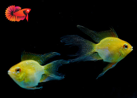 Golden Balloon Rams - RARE Cichlid Rams Short Body