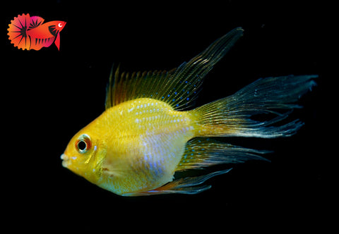 Golden Balloon Rams - RARE Cichlid Rams Short Body