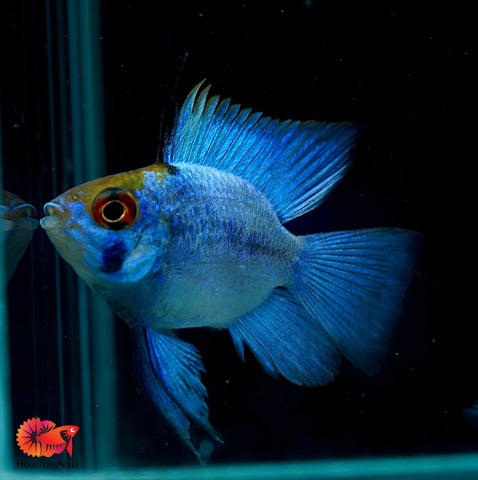 RARE Electric Blue Balloon Ram Cichlids (Short Body)