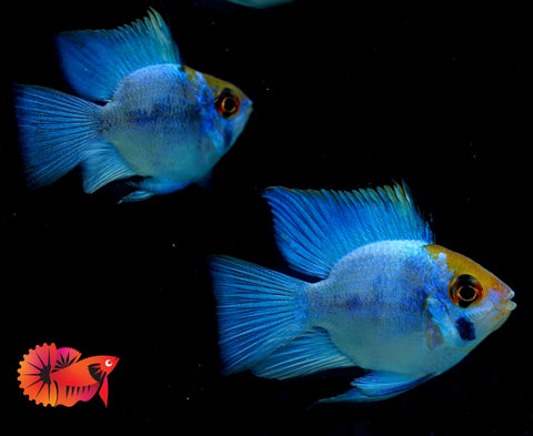 RARE Electric Blue Balloon Ram Cichlids (Short Body)