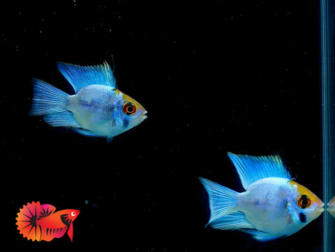 RARE Electric Blue Balloon Ram Cichlids (Short Body)