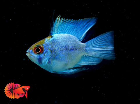 RARE Electric Blue Balloon Ram Cichlids (Short Body)